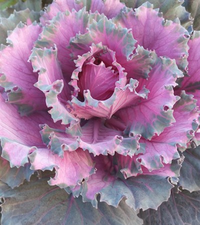 Cabbage Osaka Red